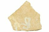 Jurassic Brittle Star Fossil - Solnhofen #244327-1